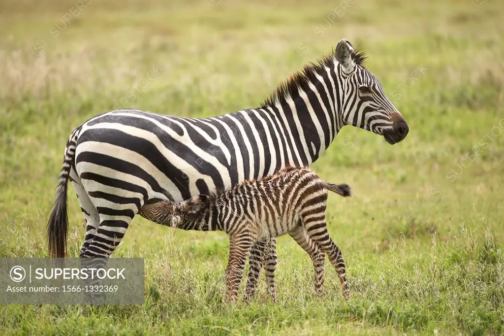 Baby Grévy´s zebra breast feading. Equus zebra. Ngorongoro. Tanzania.