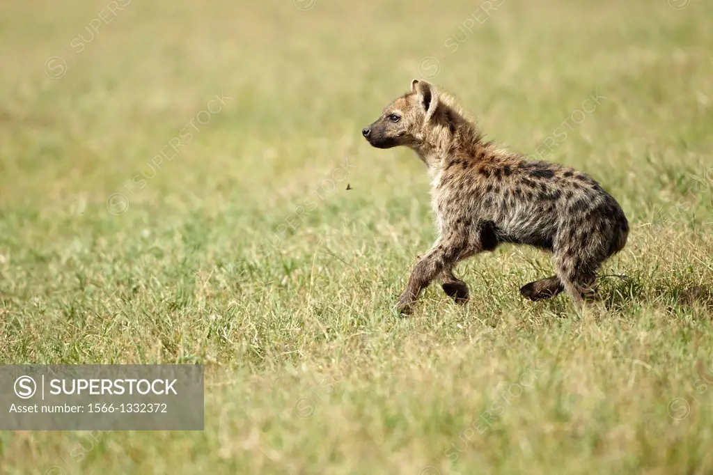 Spotted Hyaena. Crocuta crocuta. Ngorongoro. Tanzania.