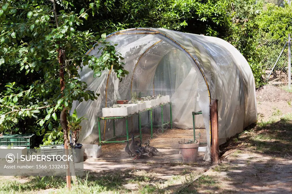 home plastic greenhouse for seedlings and seeds, Jerez de la Frontera, Cadiz, Andalucia, Spain, Europe