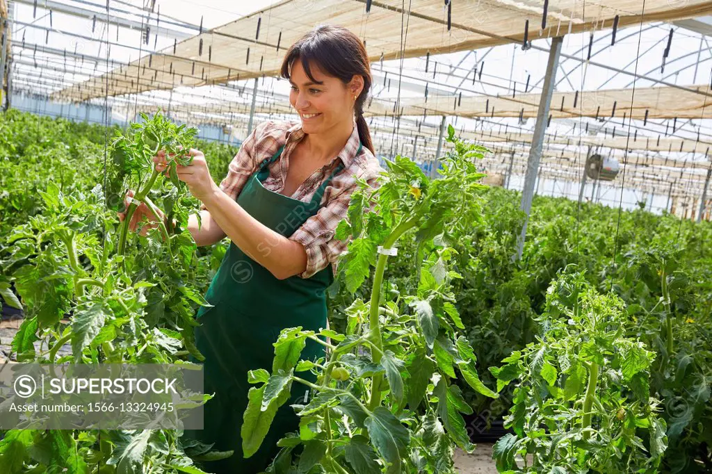 Farmer, Tomato hydroponics, Greenhouse, Agricultural field, Funes, Navarra, Spain, Europe