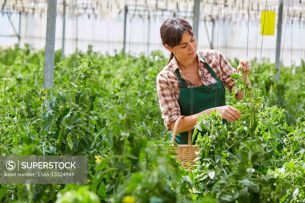Farmer, Tomato hydroponics, Greenhouse, Agricultural field, Funes, Navarra, Spain, Europe