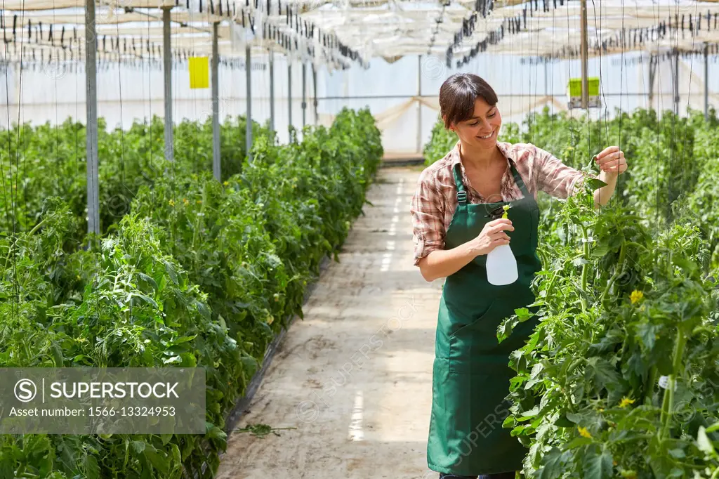Farmer, Tomato hydroponics, Greenhouse, Agricultural field, Funes, Navarre, Spain