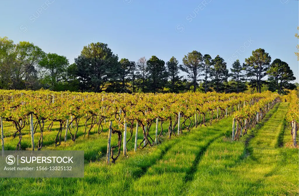 Vineyard rows, St. James, Missouri, USA 