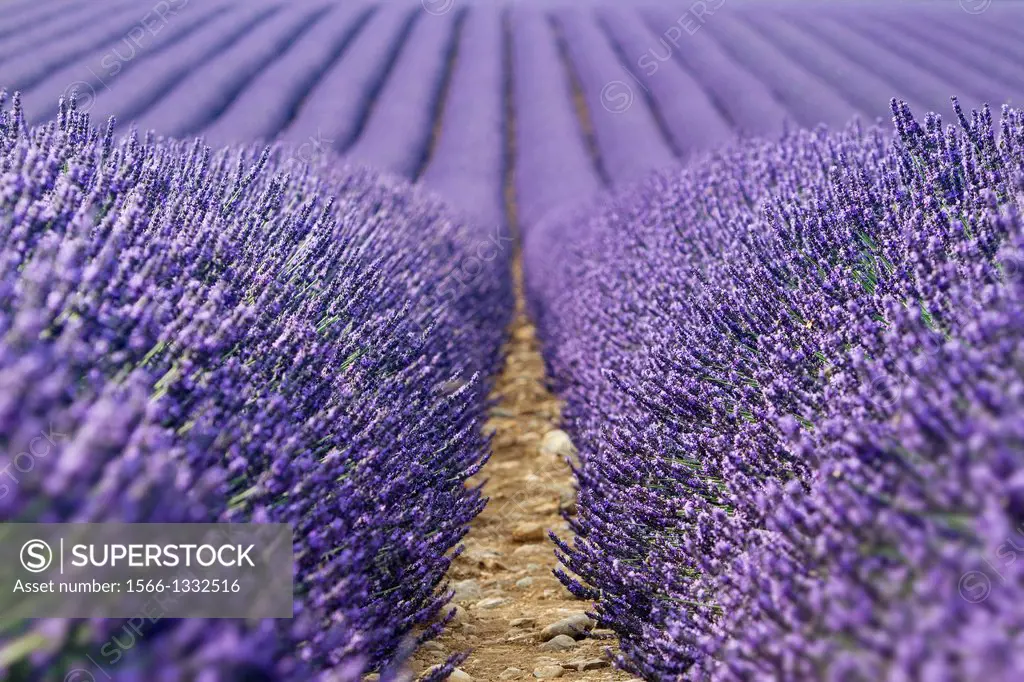 Lavender fields (Lavandula angustifolia), in Brunet, plateau de Valensole. Alpes de Haute Provence department. Provence-Alpes-C™te d'Azur region. Fran...
