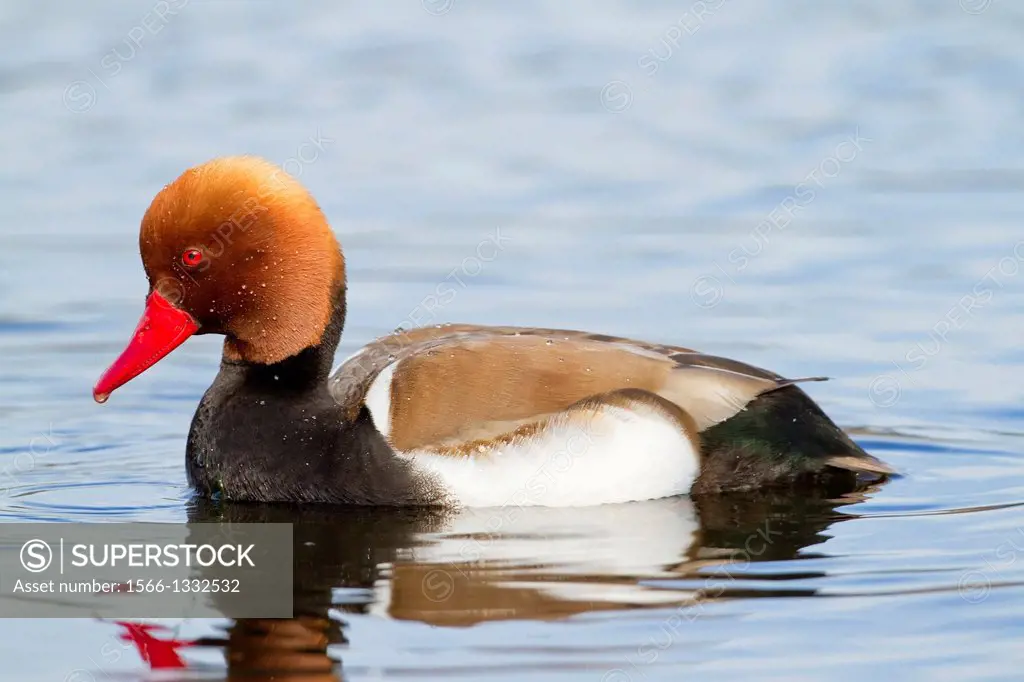 Male of red-crested pochard (Netta rufina) in Tablas de Daimiel National Park. Ciudad Real province. Castilla La Mancha region. Spain.