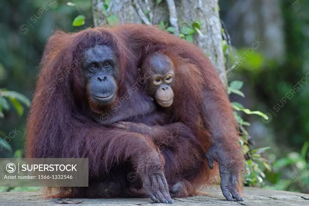 Orang utan mother and child. Semengoh Wildlife Centre, Sarawak, Malaysia.