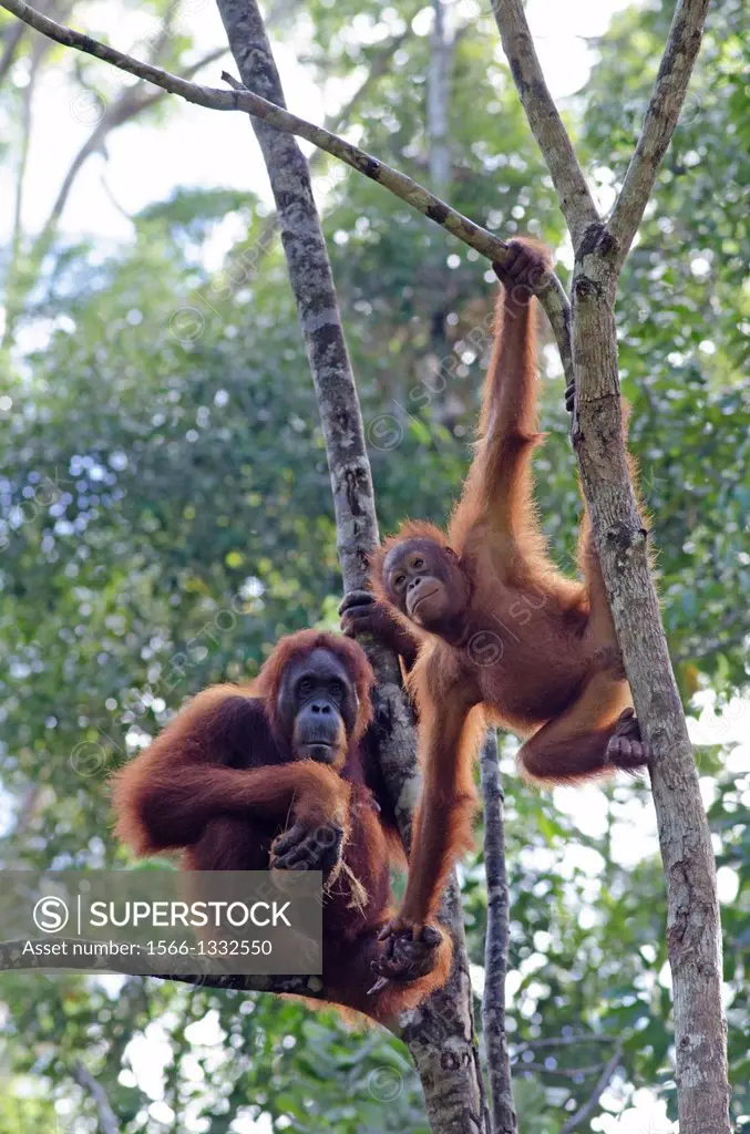 Orang utan mother and child. Semengoh Wildlife Centre, Sarawak, Malaysia.