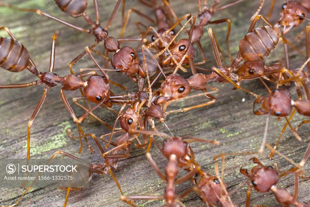 Red ants. Image taken at Kampung Skudup, Sarawak, Malaysia.
