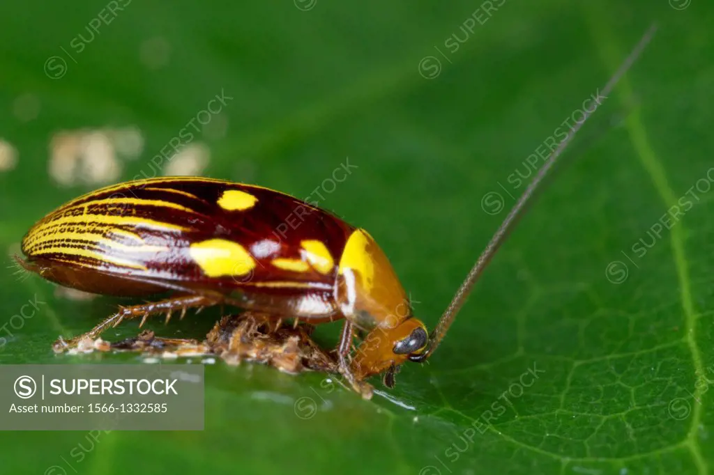 Cockroach. Image taken at Kampung Skudup, Sarawak, Malaysia.