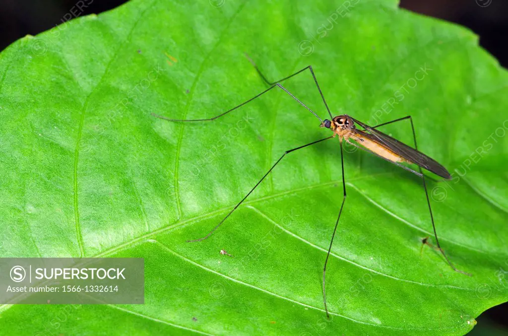 Mosquito. Image taken at Stutong Forest Reserve Park, Kuching, Sarawak, Malaysia.