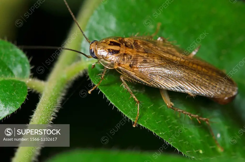 Cockroach. Image taken at Kampung Skudup, Sarawak, Malaysia