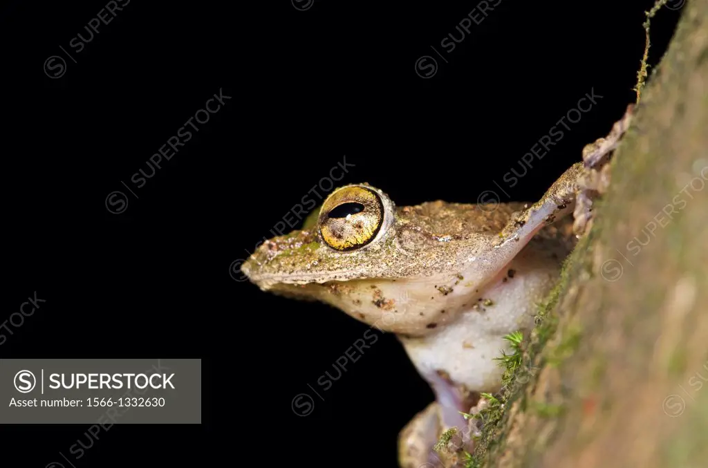 Tree frog. Image taken at Matang Family Park, Sarawak, Malaysia.