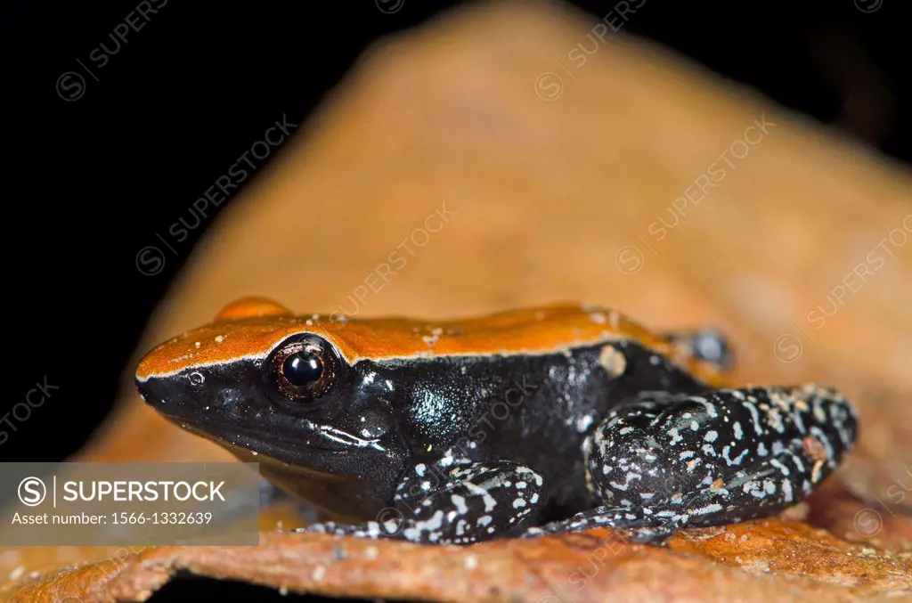 Poison dart frog. Image taken at Matang Family Park, Sarawak, Malaysia
