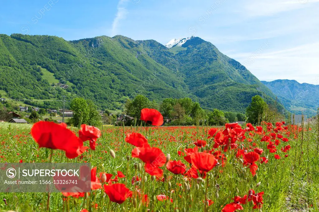 A springtime view in the French Alps, Savoie, France, Europe.