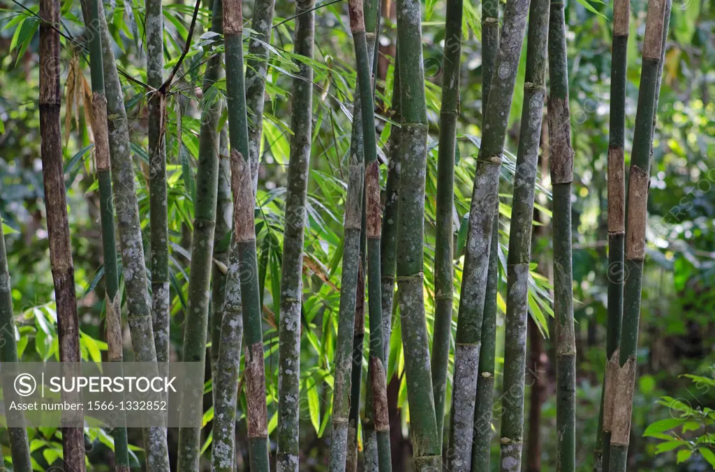 Redeem Bamboo Garden, Singai, Sarawak, Malaysia.