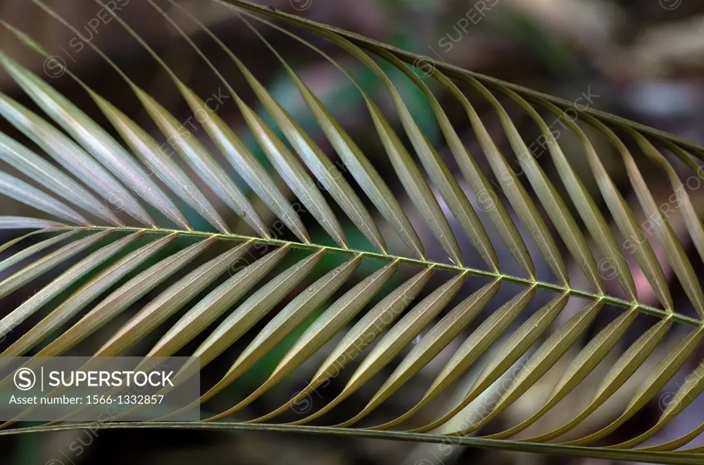 Yellow palm leaves. Image taken at Redeem Bamboo Garden, Singai, Sarawak, Malaysia.