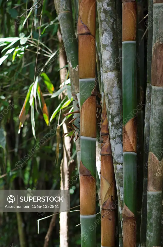 Redeem Bamboo Garden, Singai, Sarawak, Malaysia.