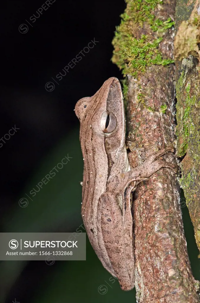 Tree frog. Image taken at Redeem Bamboo Garden, Singai, Sarawak, Malaysia.