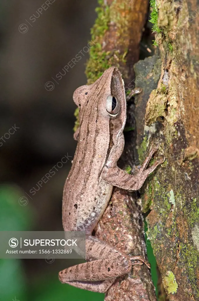 Tree frog. Image taken at Redeem Bamboo Garden, Singai, Sarawak, Malaysia.
