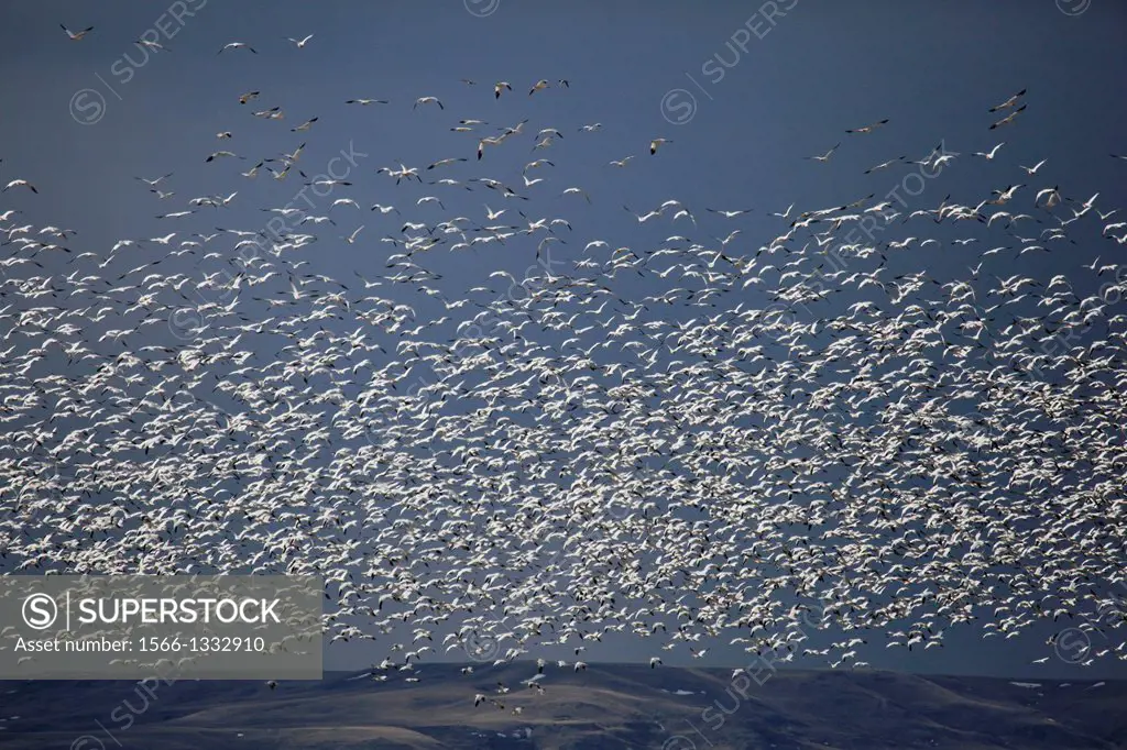 Snow Geese migration on Freezeout Lake.