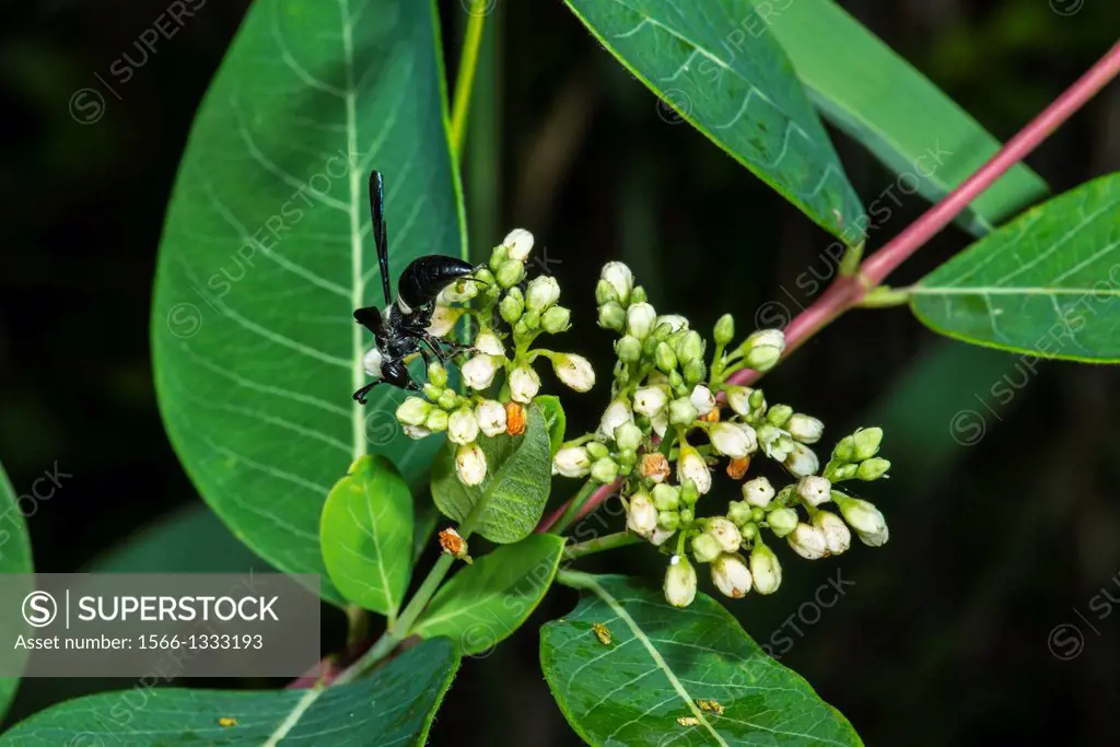 Potter Wasp Manobia quadridens Feeding on Indian Hemp Apocynum cannabinum in Corolla, NC USA