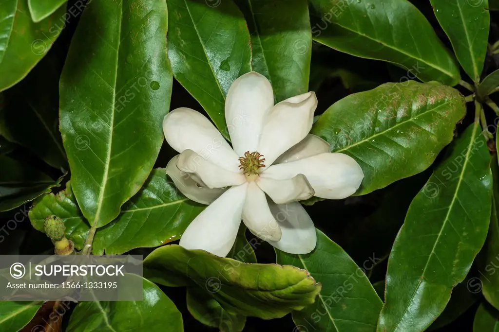 Sweet Bay Magnolia Magnolia virginiana in Corolla, NC USA