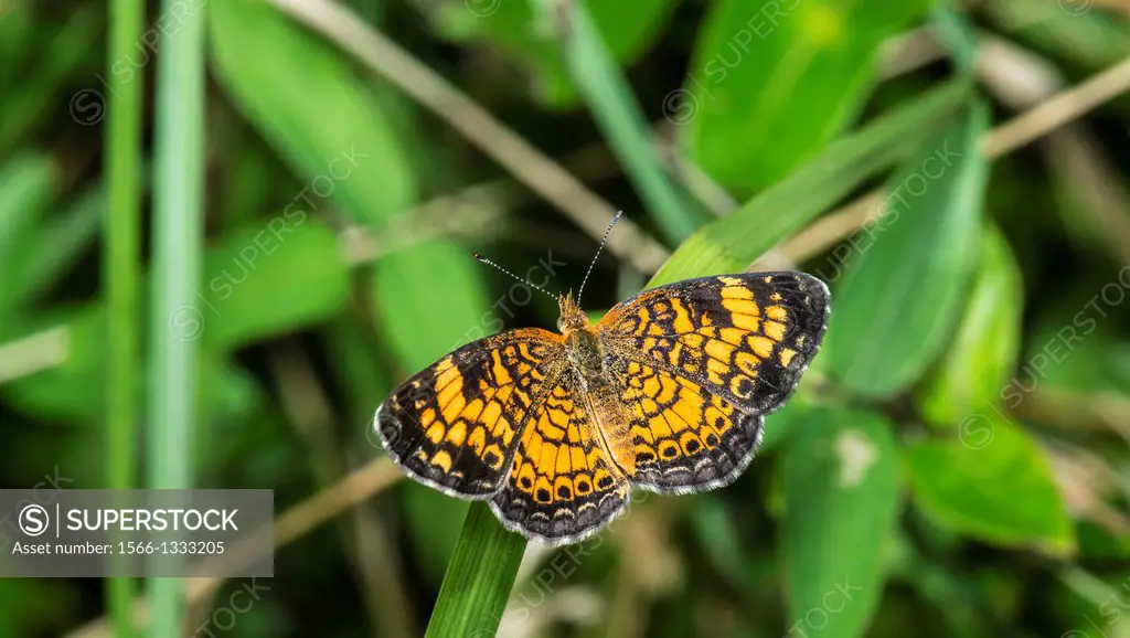 Pearl Crescent Butterfly Phyciodes tharos in Corolla, NC, USA