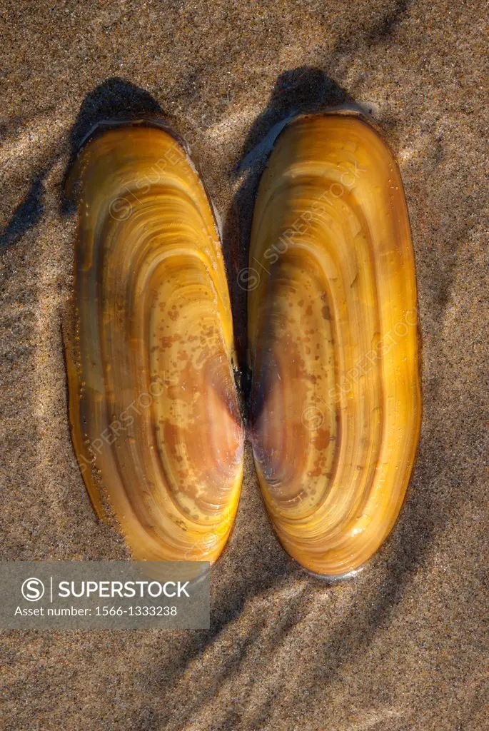 Razor clam shells, Bayocean Peninsula, Oregon.