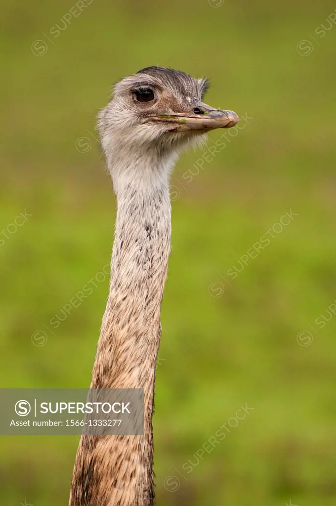 Emu, Wildlife Safari, Winston, Douglas County, Oregon.