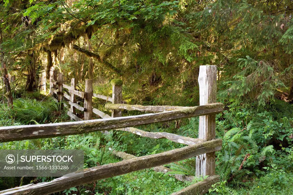 Split rail wooden fence defines a boundary in a dense forest landscape.