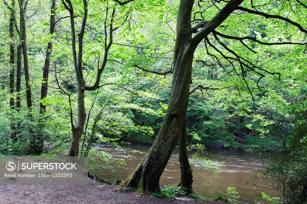 Spring Trees by the River Nidd in the Nidd Gorge Knaresborough Yorkshire England.