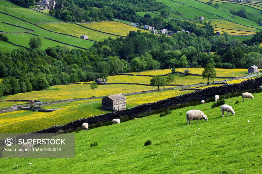 Sheep Grazing in Swaledale in Summer from Askrigg High Road near Muker Yorkshire Dales England.
