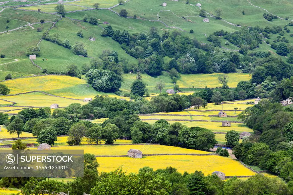 Barns and Buttercup Maedows near Muker in Swaledale in Summer Yorkshire Dales England.