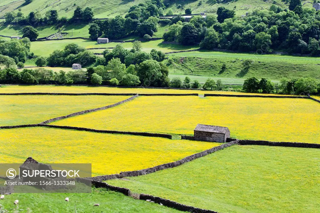 Barns and Dry Stone Walls in Meadows at Gunnerside Swaldele Yorkshire Dales England.