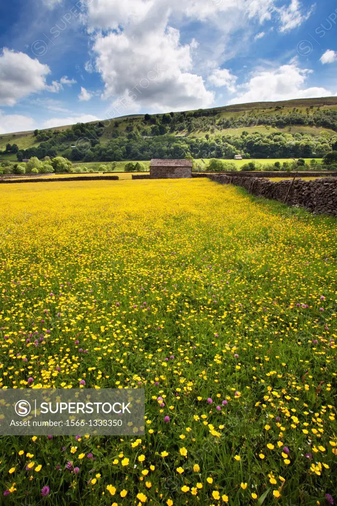 Barn and Buttercup Meadows at Gunnerside in Swaledale Yorkshire Dales England.
