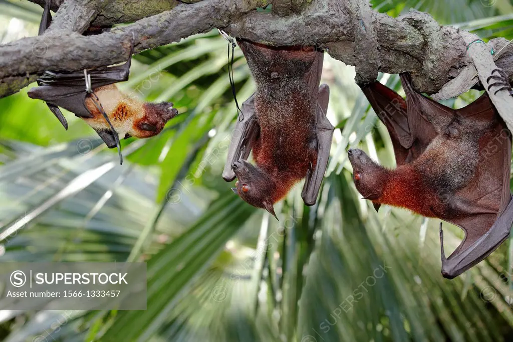 Malayan flying foxes, or fruit bats in Singapore Zoo. Scientific name: Pteropus vampyrus.