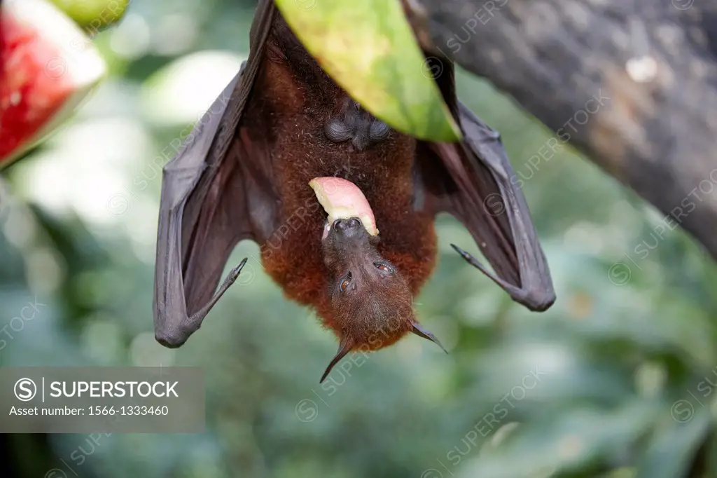 Malayan flying fox, or fruit bat in Singapore Zoo. Scientific name: Pteropus vampyrus.