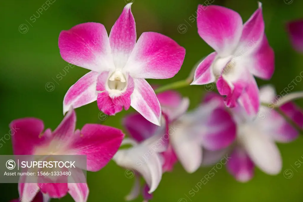 Purple orchids, National Orchid Garden, Singapore.