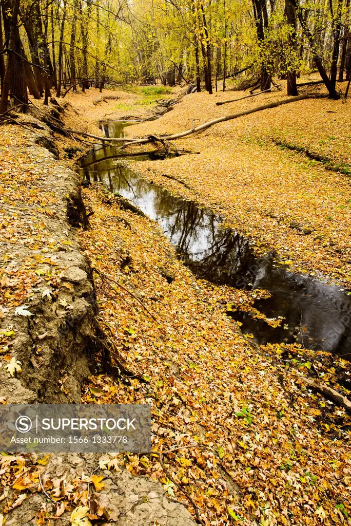Fallen leaves cover the forest floor along Chaska Creek, a tributary of the Minnesota River.