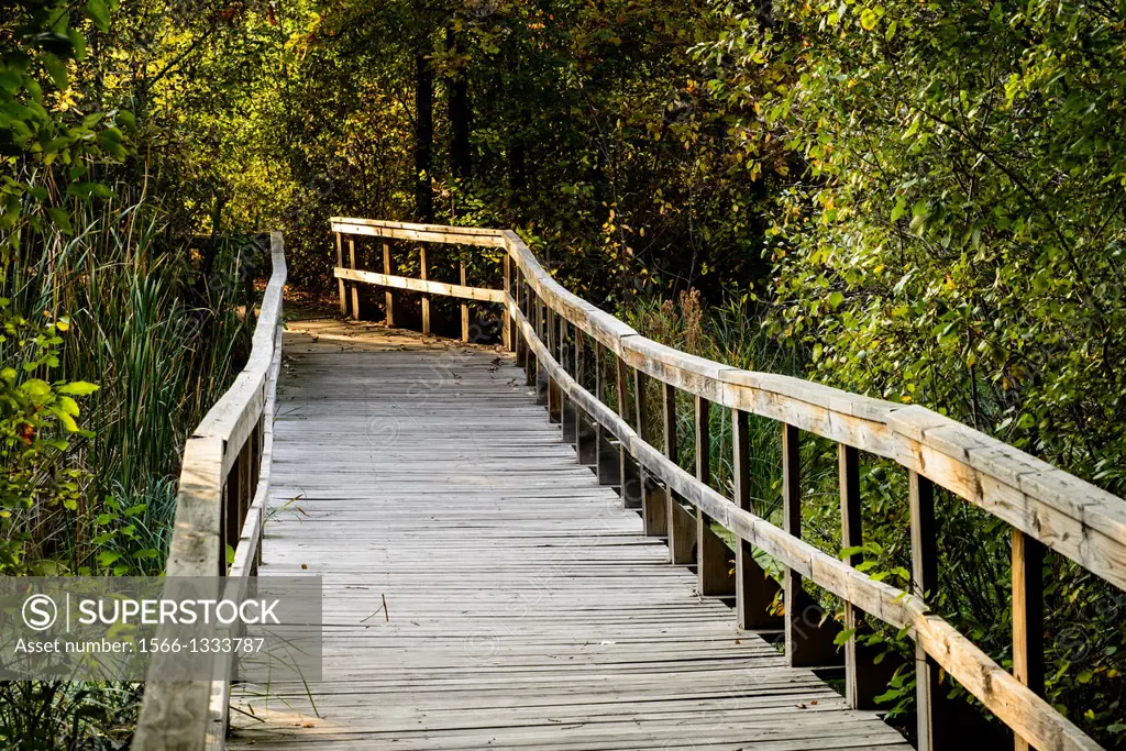 Board walk through forested area of Springbrook Nature Center. Springbrook Nature Center is a 127-acre park and nature reserve located in Fridley, Min...
