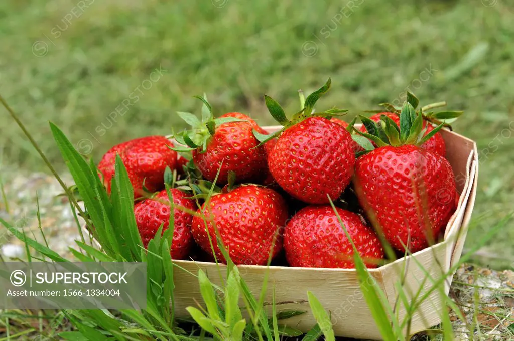 barquette de fraises,departement Eure et Loir,region Centre,France,Europe/punnet of strawberries,Eure et Loir department, region Centre,France,Europe.