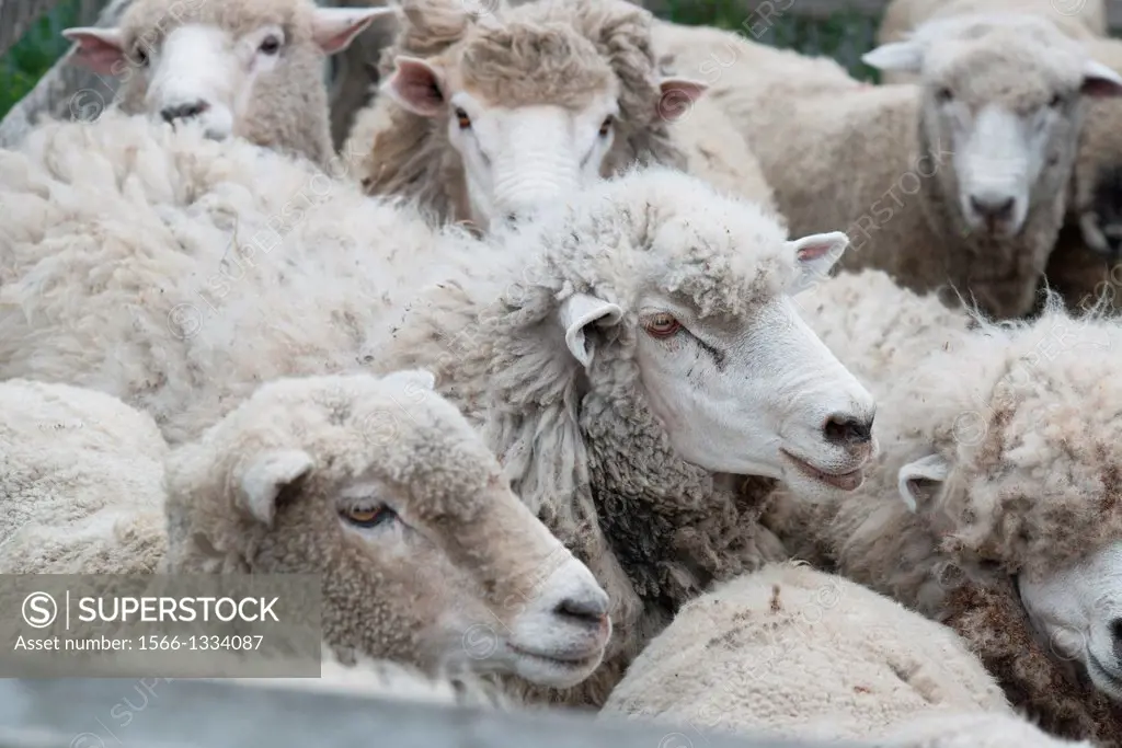 Flock of Sheep, Punta Arenas Chile.