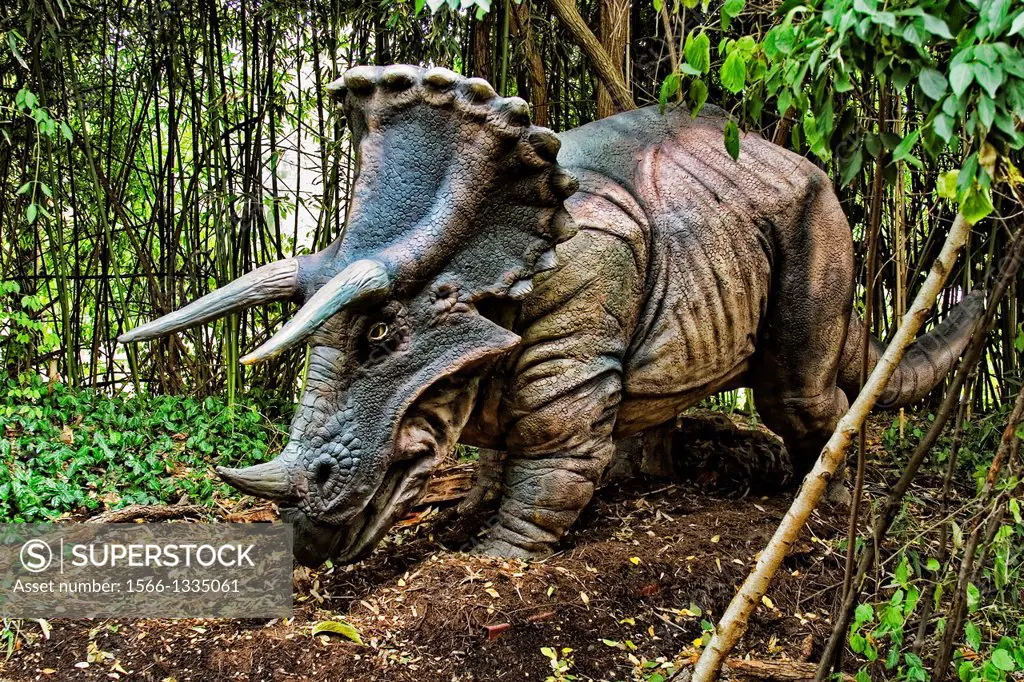 Triceratops (which means ""three horned face"") dinosaur from the late Cretaceous period. Goes to a length of 29.5 feet and weighted 5 to 8 tons. Was ...