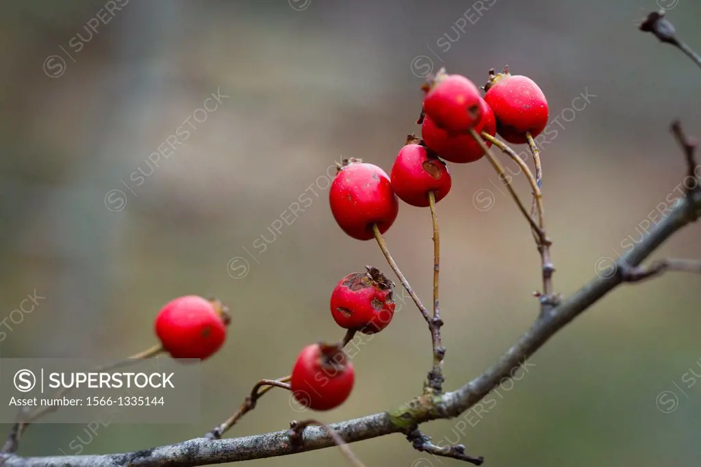 common hawthorn or single-seeded hawthorn (Crataegus monogyna) fruits.