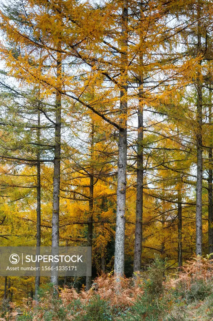 European larch (Larix decidua) forest in autumn. Gorbeia Natural Park. Biscay, Basque Country, Spain, Europe.