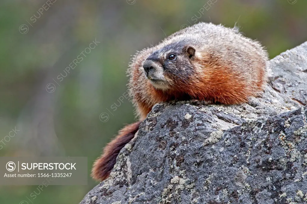 Yellowstone, A Yellow Bellied Marmot near Slough Creek at Yellowstone National Park in northern Wyoming.