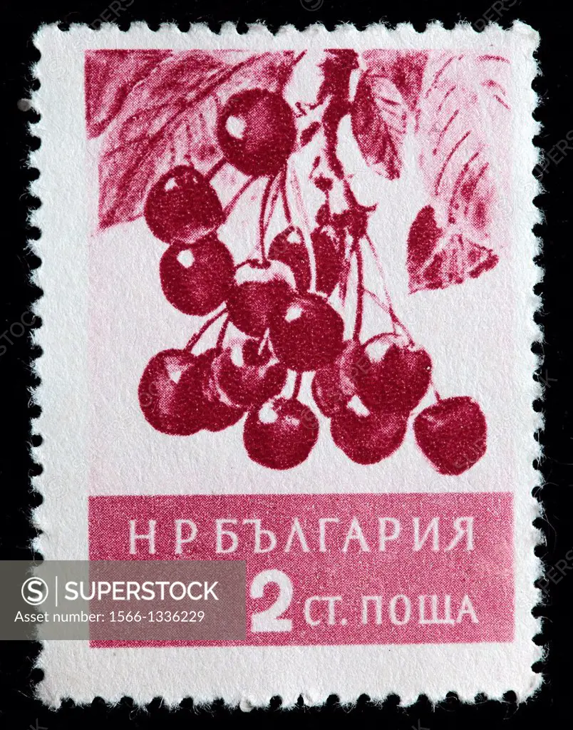Cherries, postage stamp, Bulgaria, 1956