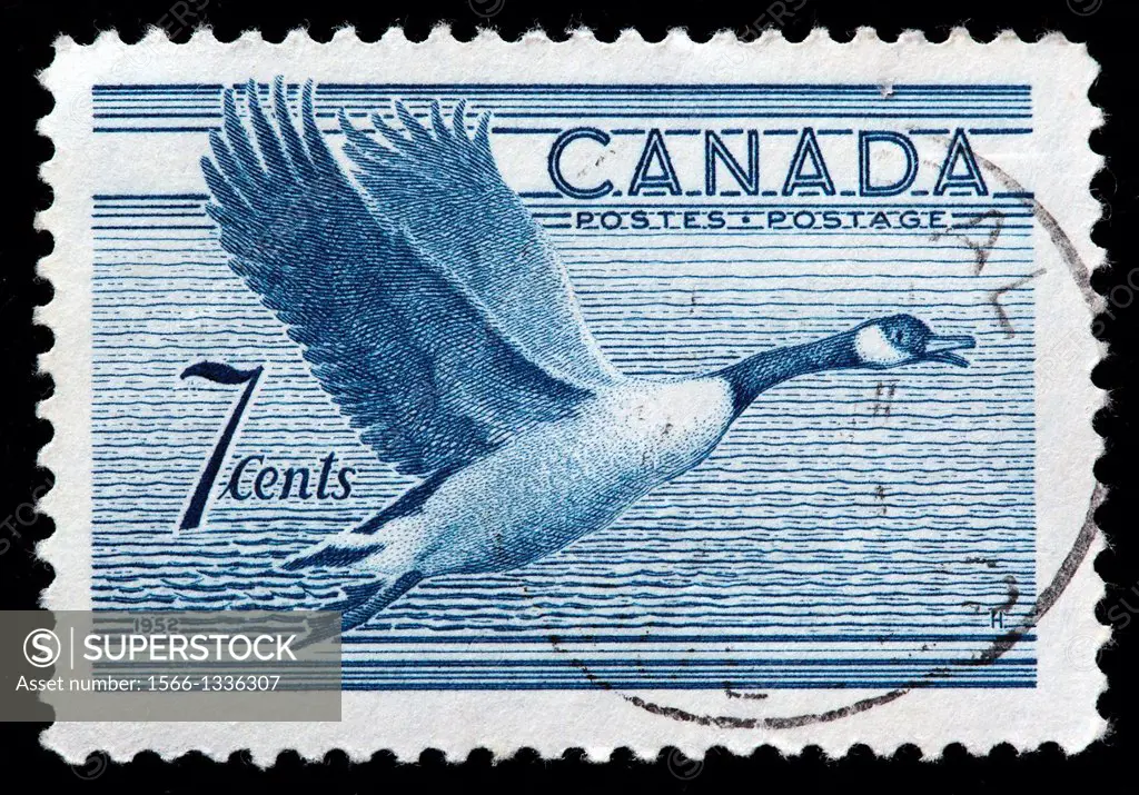 Canada Goose, postage stamp, Canada, 1952