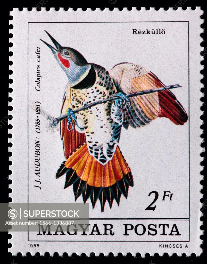 Red-shafted Flicker, Colaptes auratus cafer, Audubon illustration, postage stamp, Hungary, 1985
