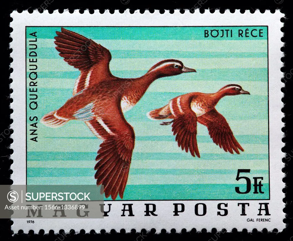 Garganey Anas Querquedula, postage stamp, Hungary, 1976
